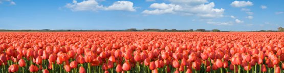 Tulpenwahn in den Niederlanden um das Kultobjekt